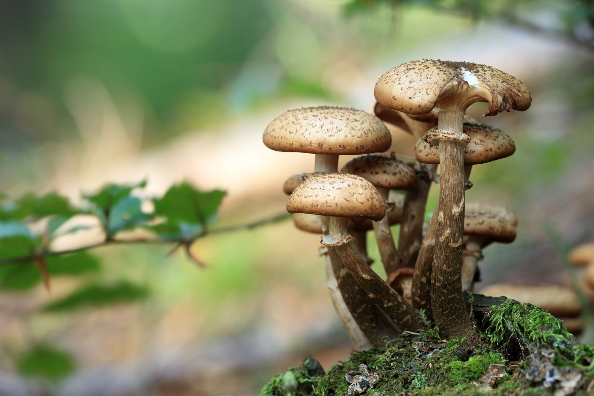 Chocolate Magic Mushroom