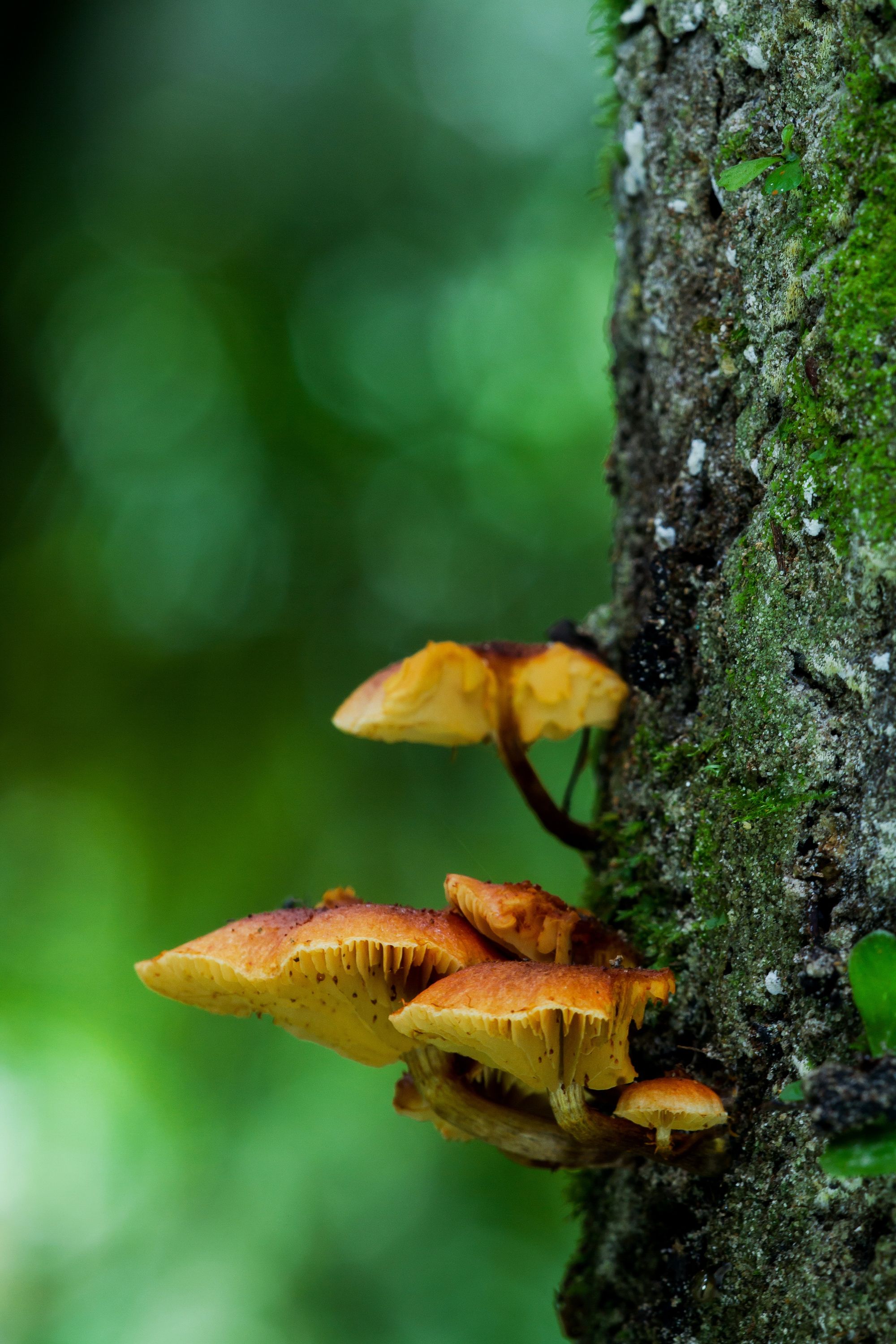 Chocolate Magic Mushroom
