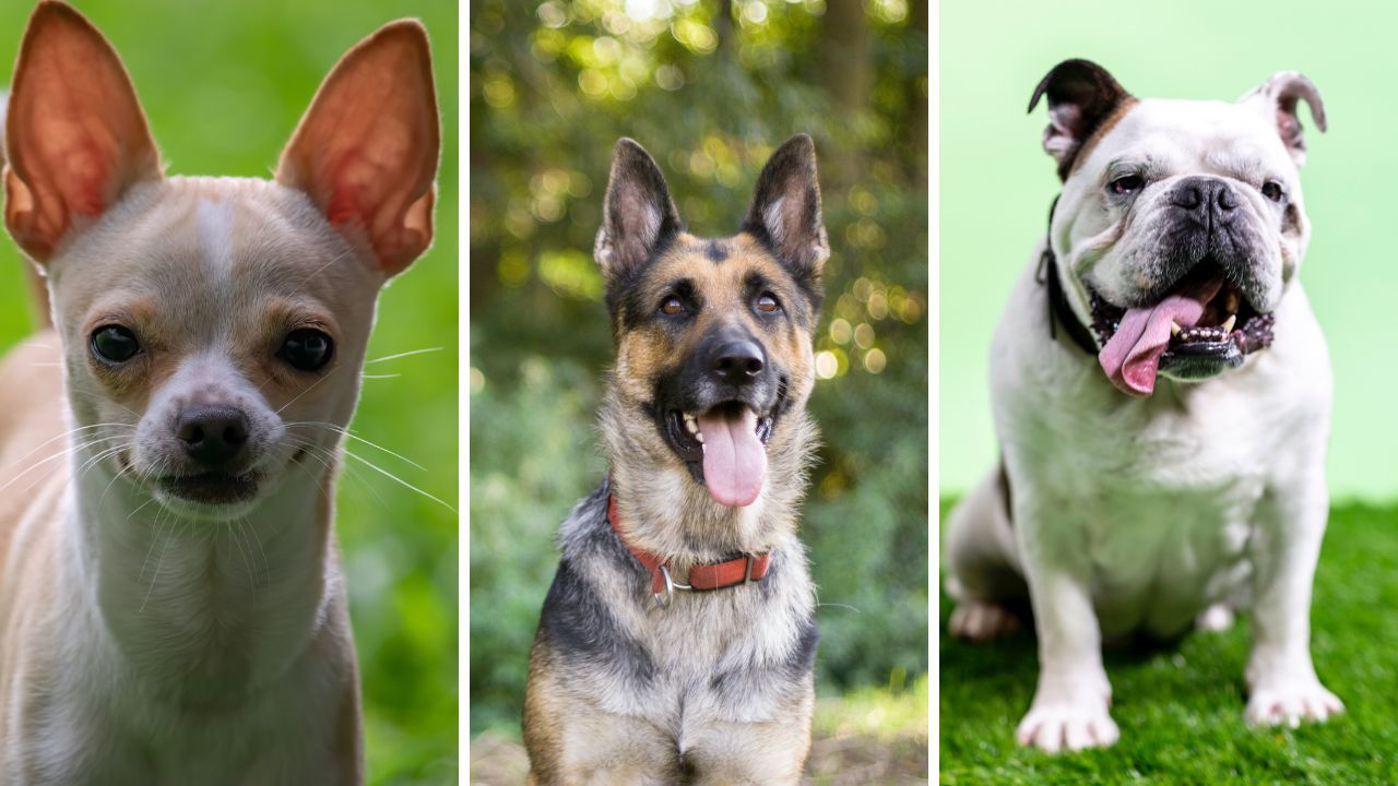 What Collar Is Best For Aggressive Dogs