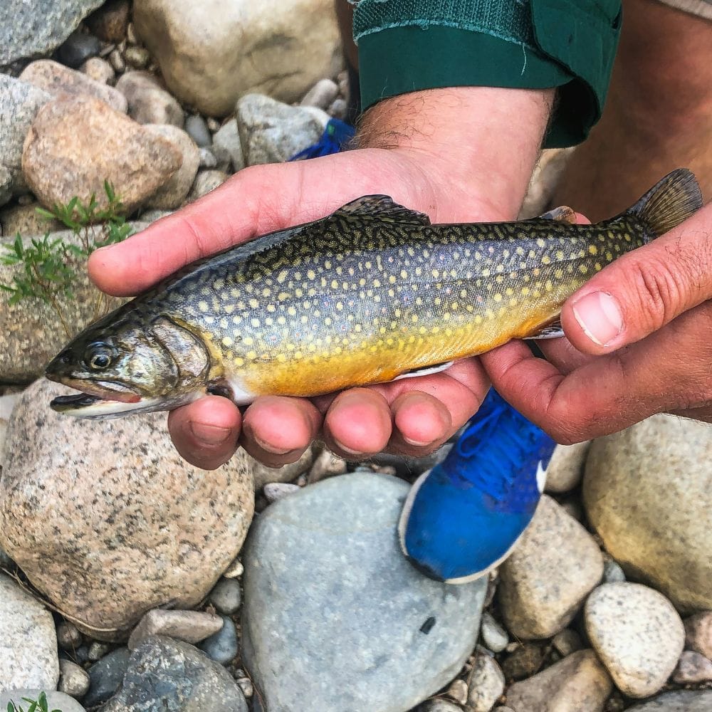 How Many Different Types Of Trout Are There?