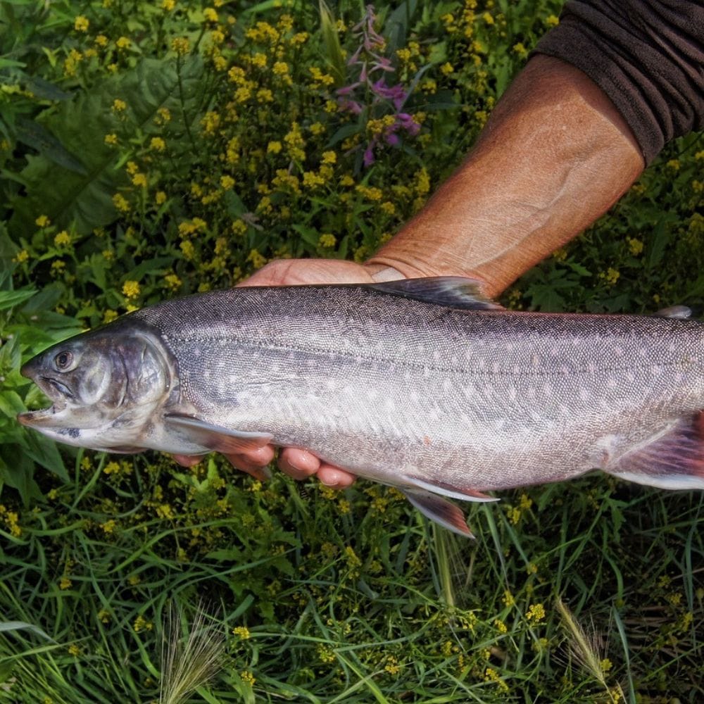 How Many Different Types Of Trout Are There?