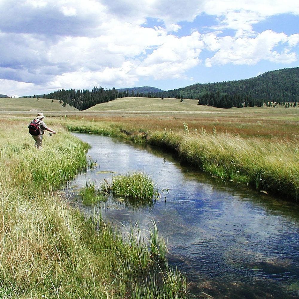 How Many Different Types Of Trout Are There?