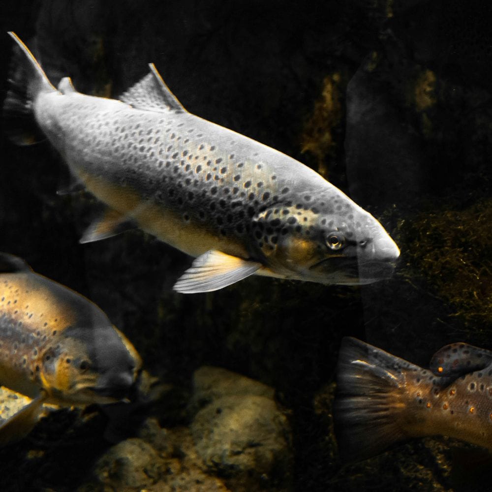 How Many Different Types Of Trout Are There?