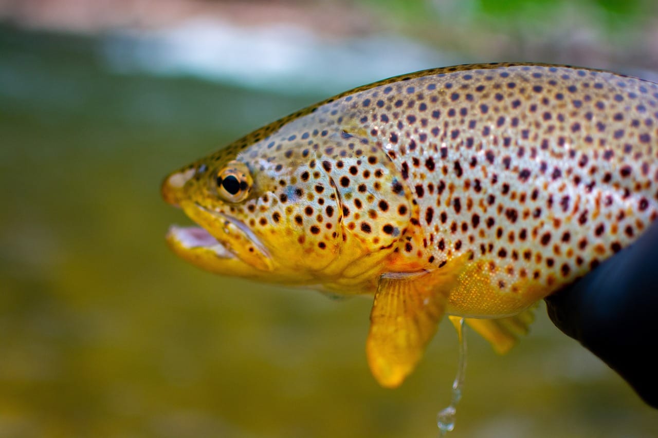 How Many Different Types Of Trout Are There?