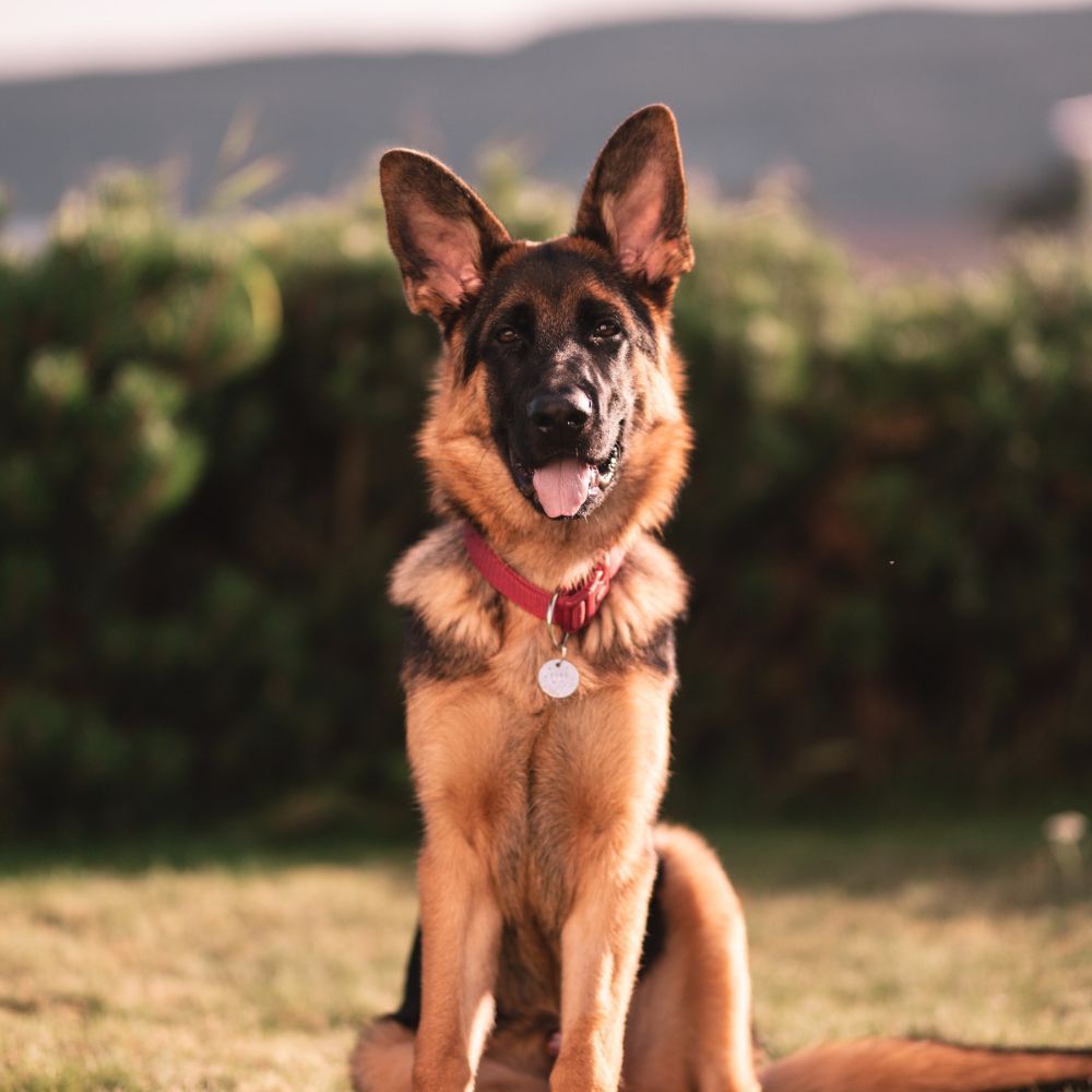 Best Dog Collars For Large Dogs