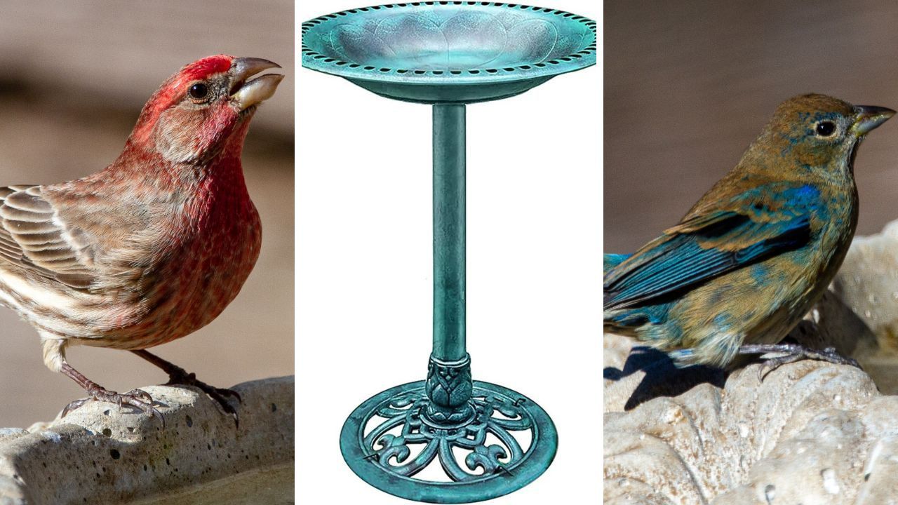 Vivohome Bird Bath