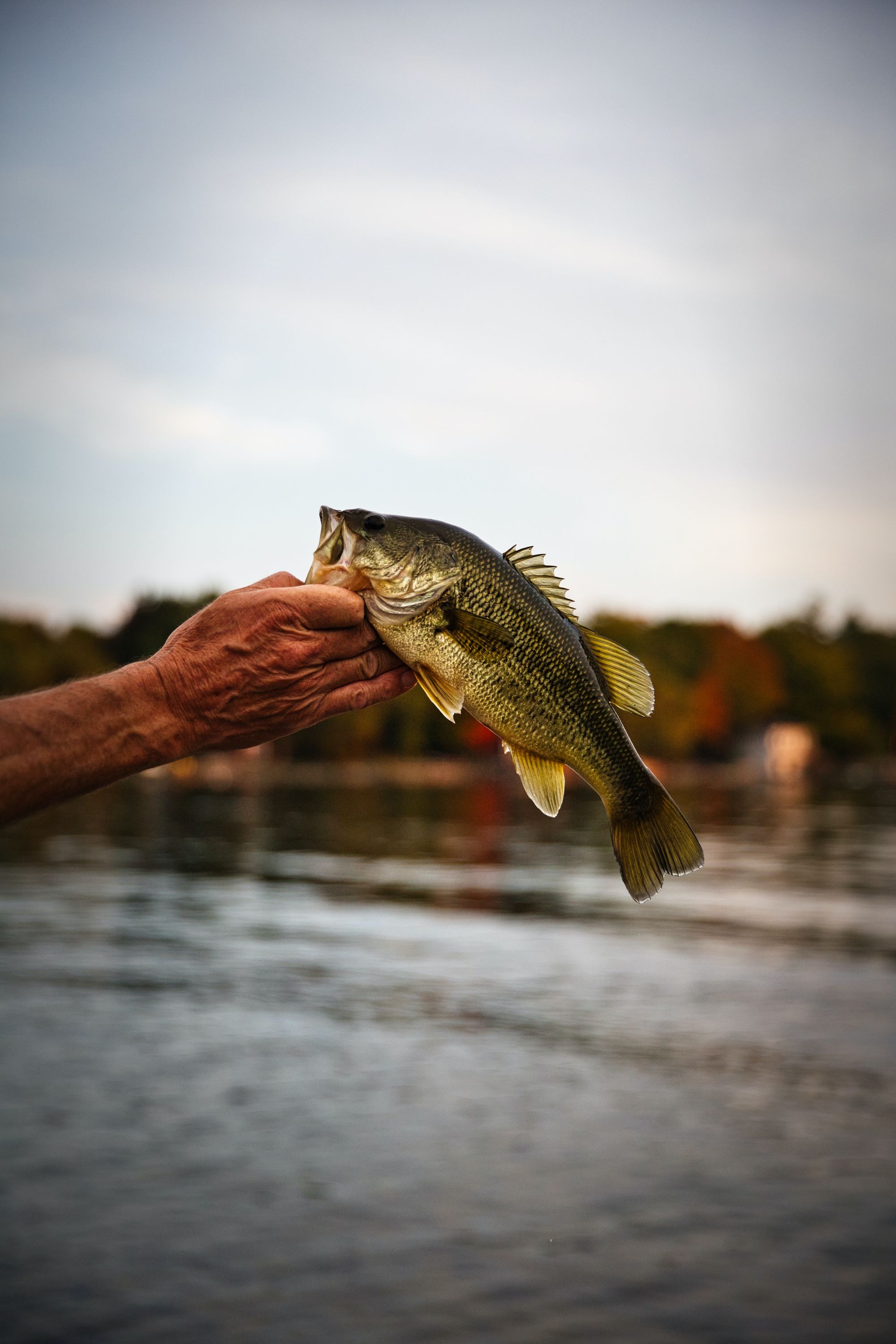 The Whopper Plopper 90